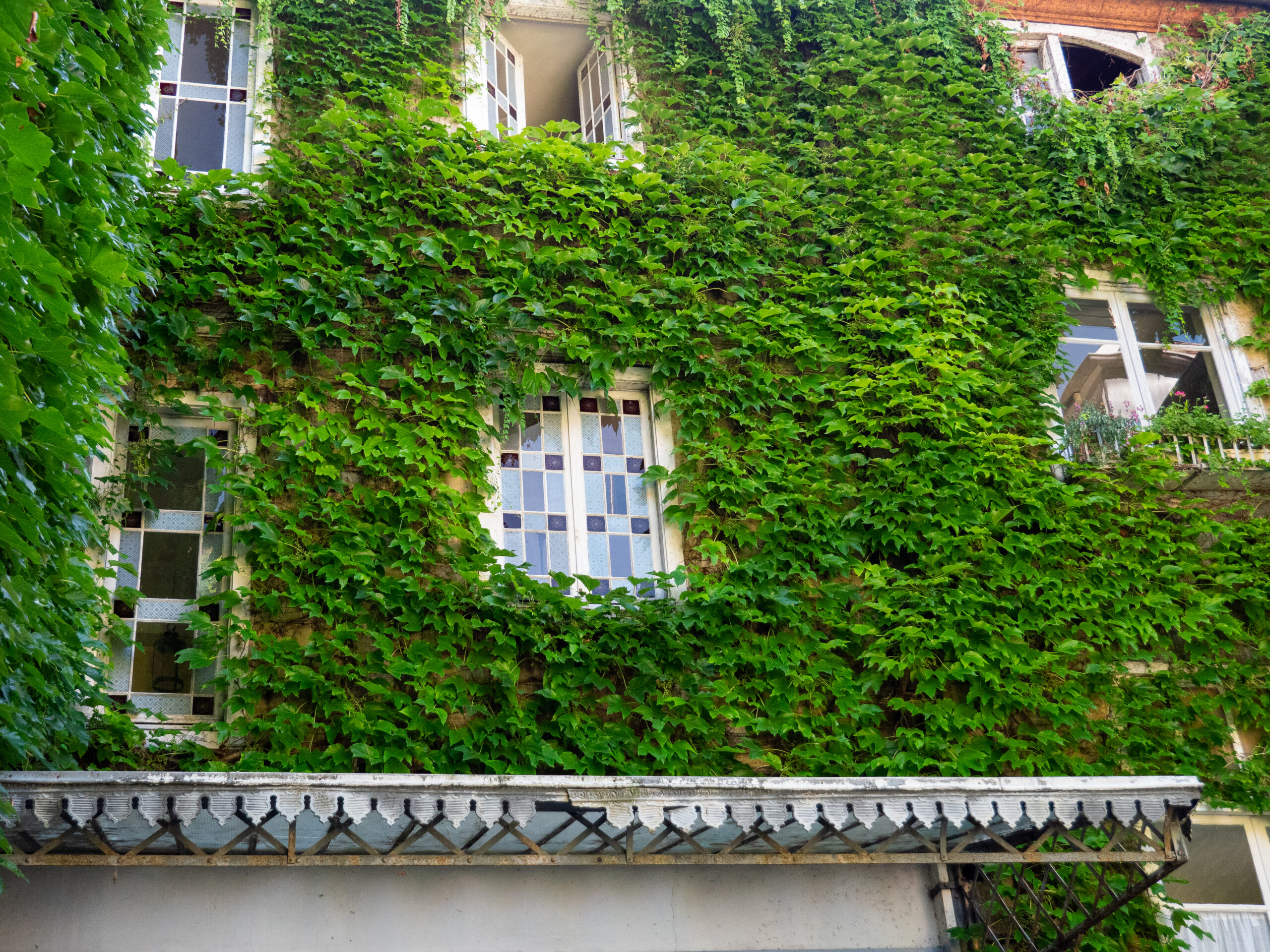 Façade entièrement recouverte de lierre, à l'exception de fenêtres à vitrail aux motifs géométriques, carrés et rectangulaires